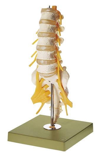 SOMSO Lumbar Vertebral Column
