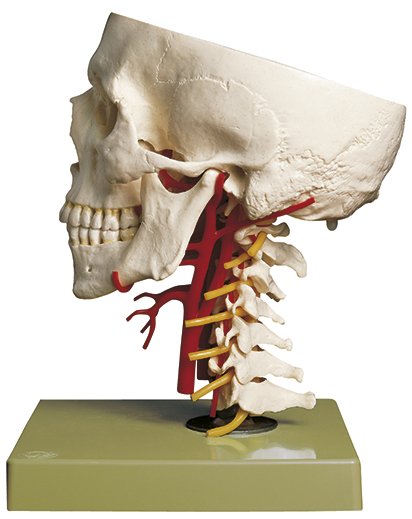 SOMSO Artificial Base of Skull with Arteries