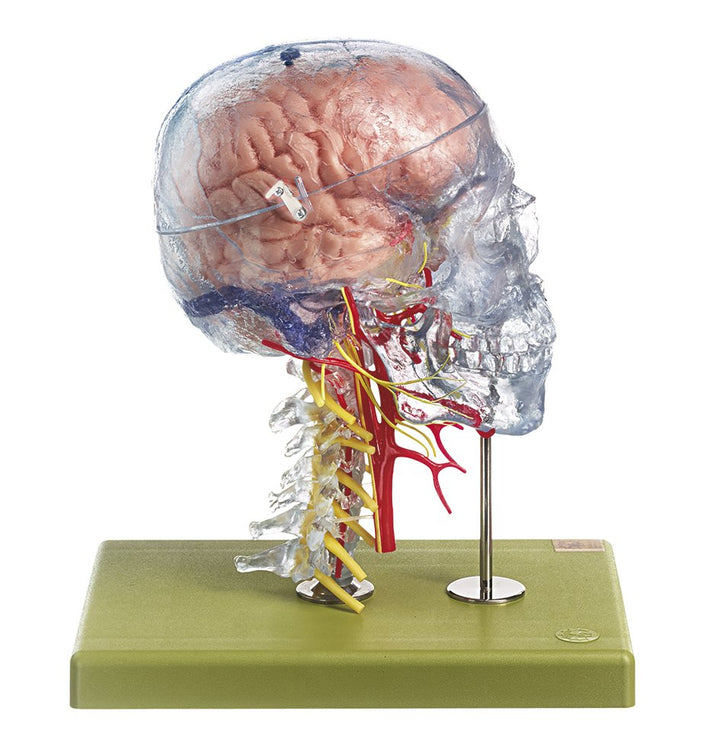 SOMSO Neuroanatomy Head Model