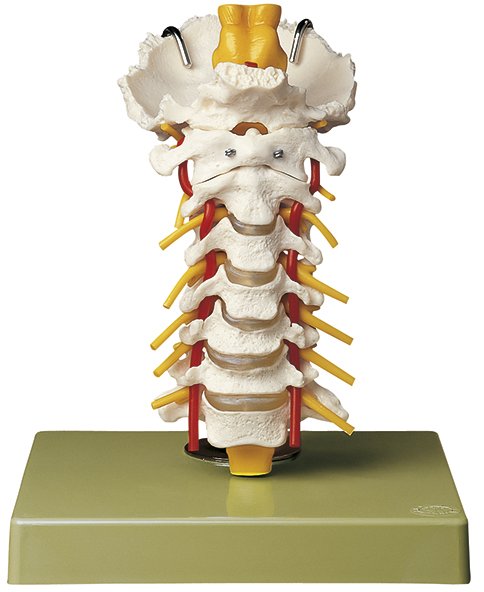 SOMSO Cervical Vertebral Column