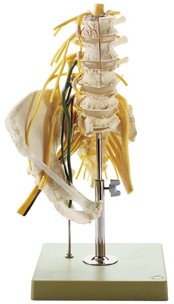 SOMSO Lumbar spinal Column - with Innervation