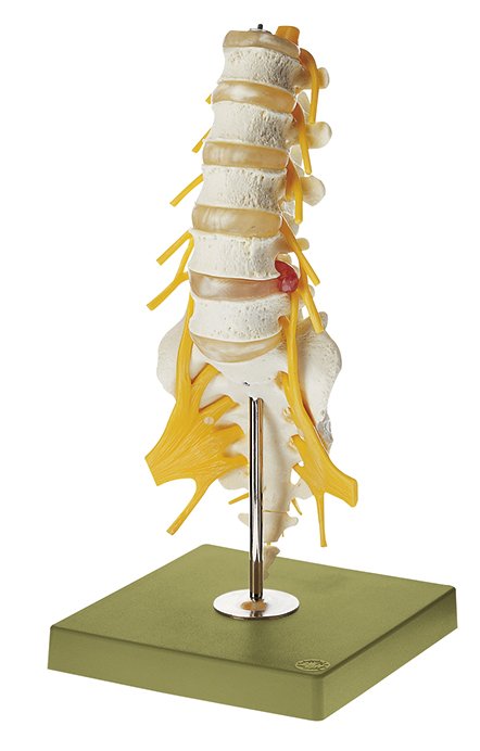 SOMSO Lumbar Vertebral Column