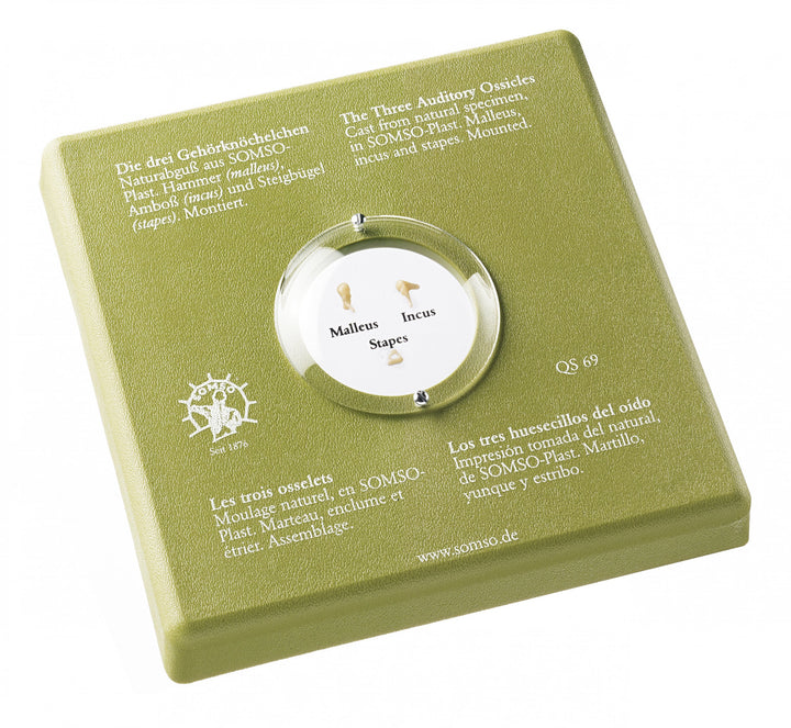 SOMSO The Three Auditory Ossicles