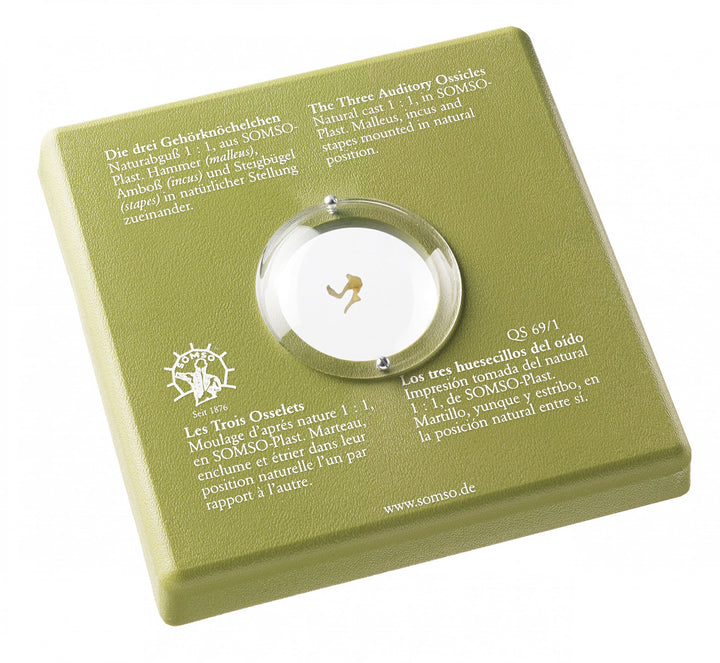 SOMSO The Three Auditory Ossicles