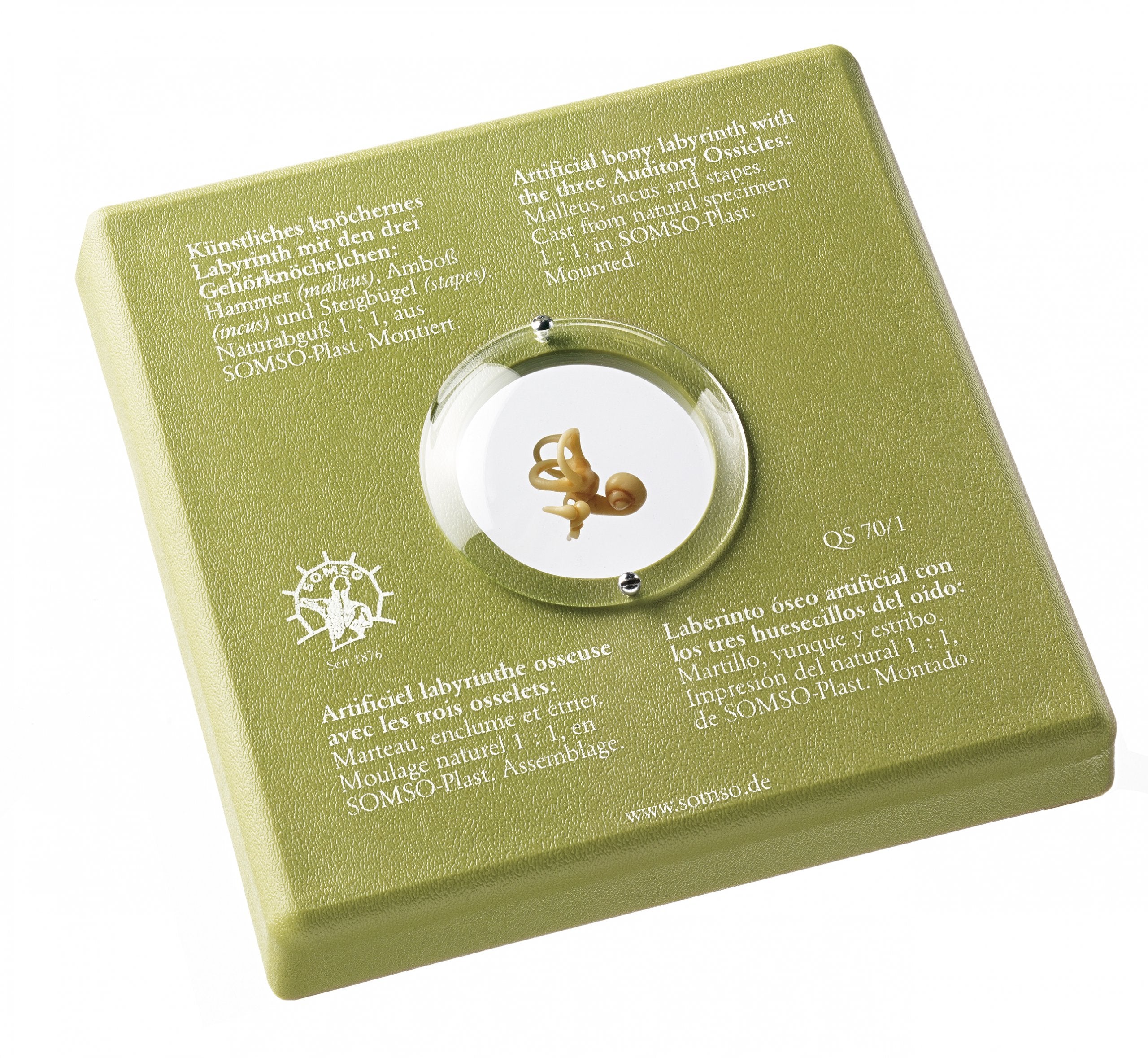 SOMSO The Three Auditory Ossicles with Bony Labyrinth