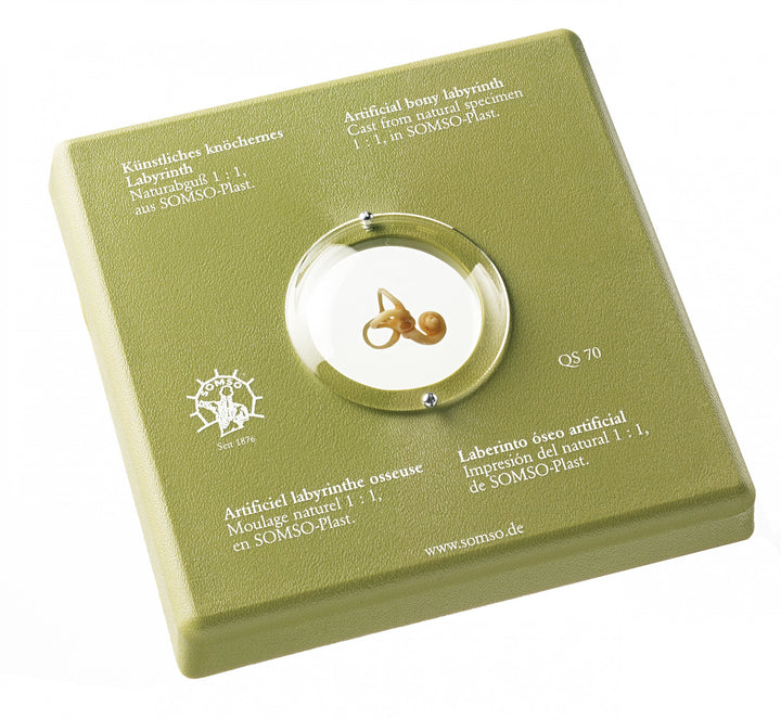 SOMSO Artificial Bony Labyrinth