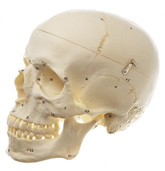SOMSO Artificial Human Skull