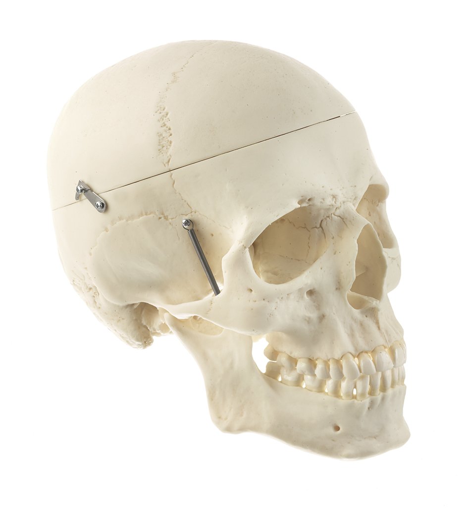 Somso Artificial Human Skull with 8 part brain QS 7/20