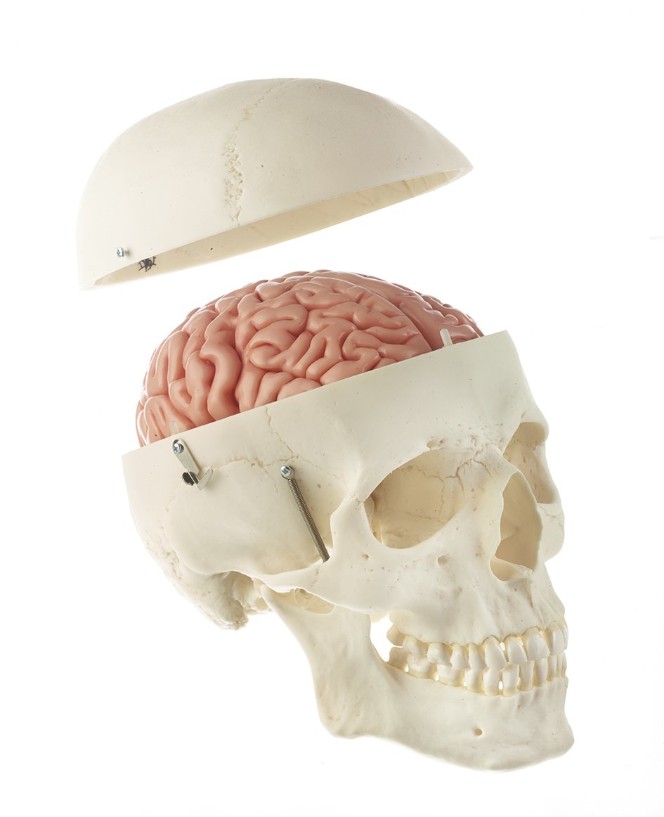 Somso Artificial Human Skull with 8 part brain QS 7/20