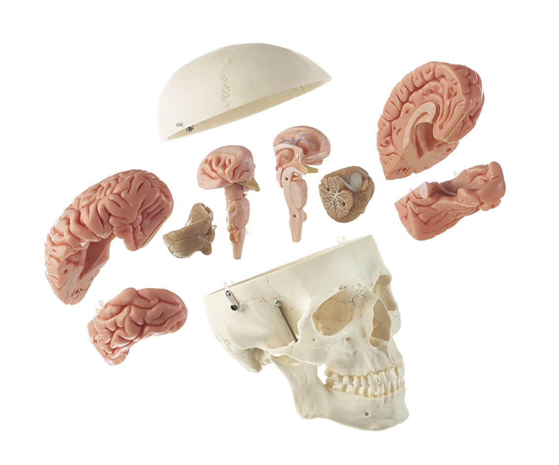 Somso Artificial Human Skull with 8 part brain QS 7/20