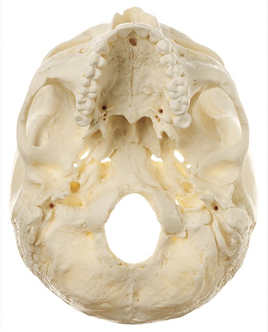 SOMSO Artificial Base of the Skull