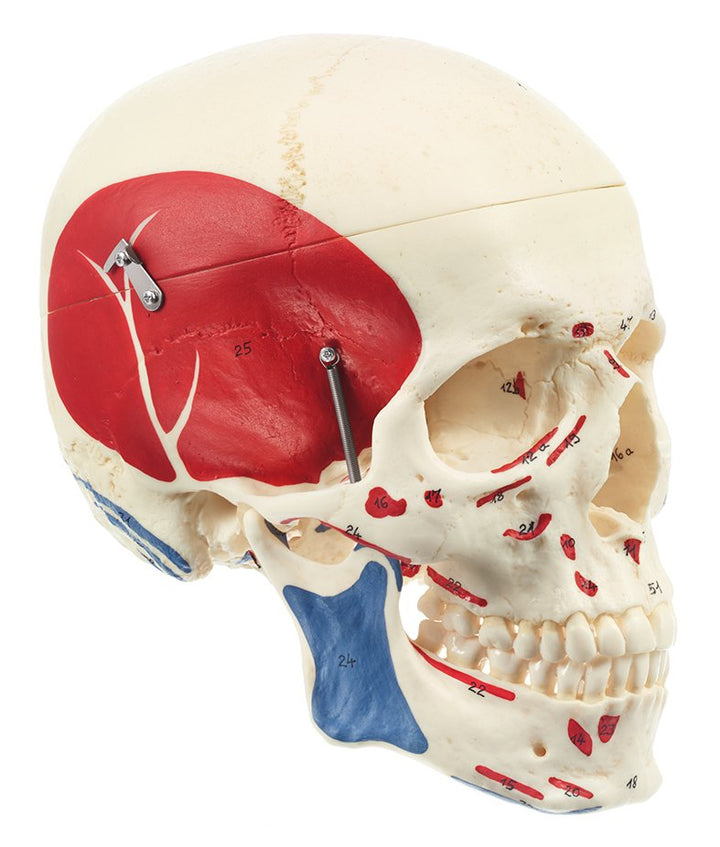 SOMSO Artificial Human Skull