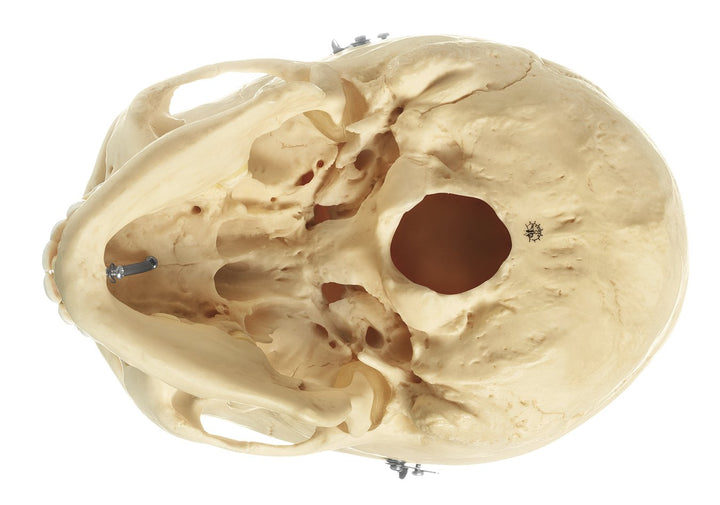 SOMSO Artificial Human Skull, Female