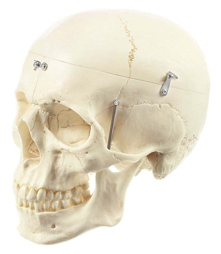 SOMSO Artificial Human Skull