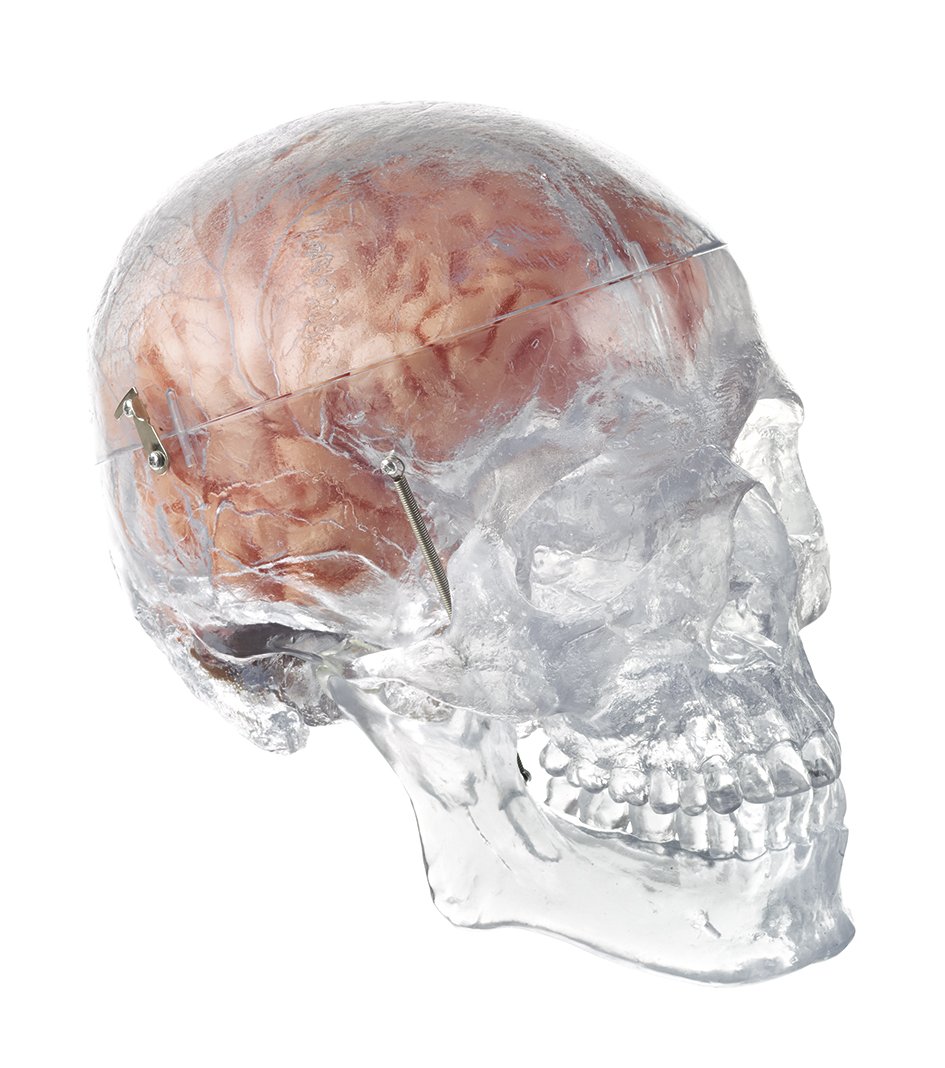 Somso Artificial Transparent Human Skull with 8 part brain QS 7/T/20