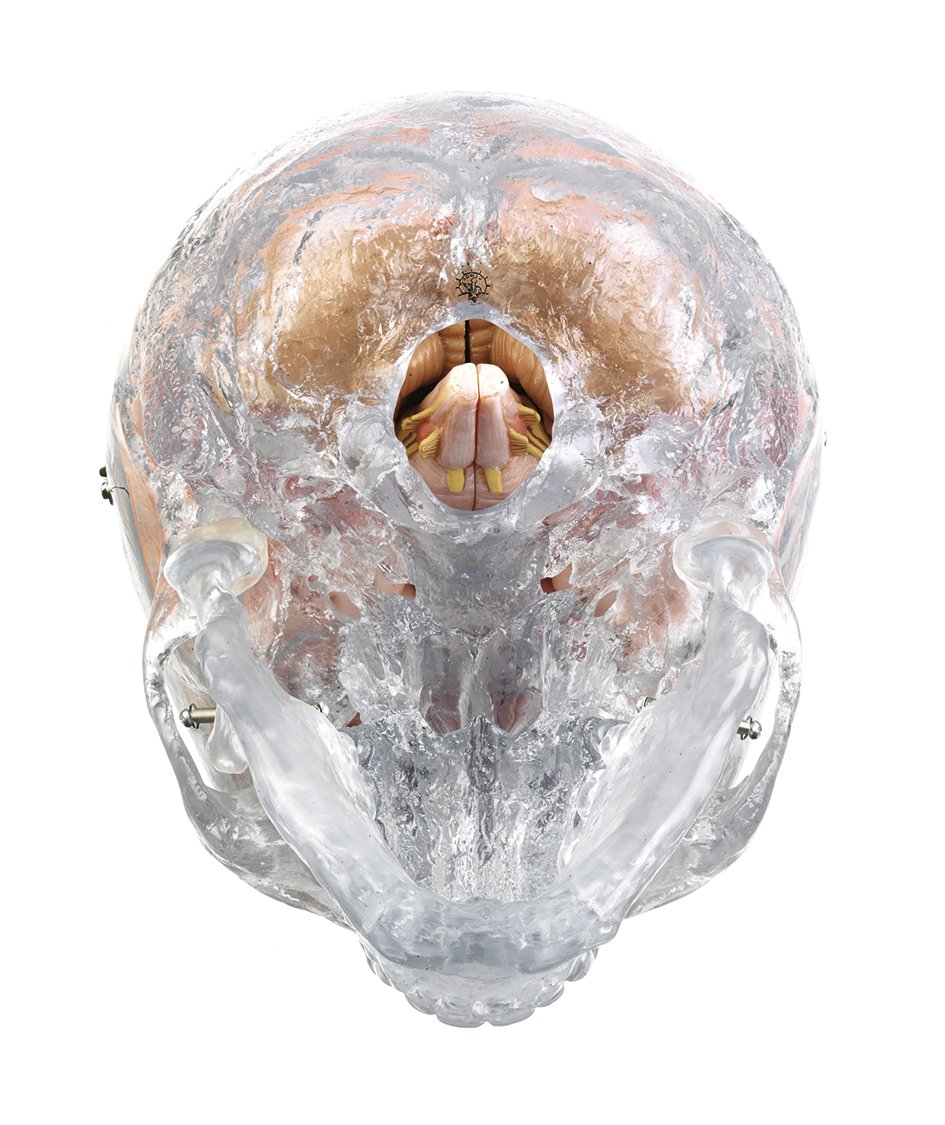 Somso Artificial Transparent Human Skull with 8 part brain QS 7/T/20