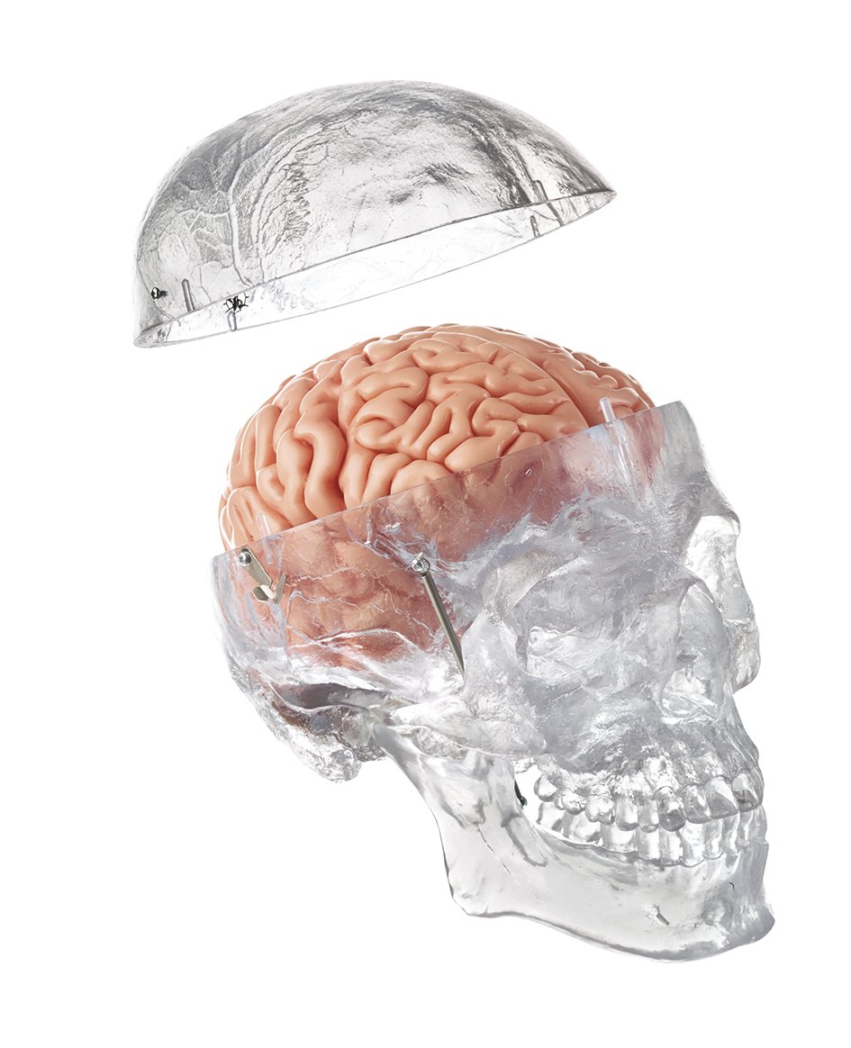 Somso Artificial Transparent Human Skull with 8 part brain QS 7/T/20