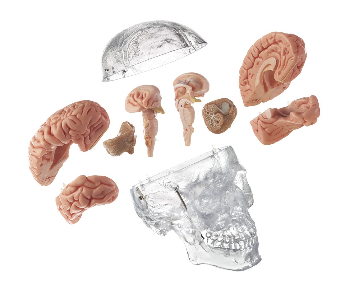 Somso Artificial Transparent Human Skull with 8 part brain QS 7/T/20