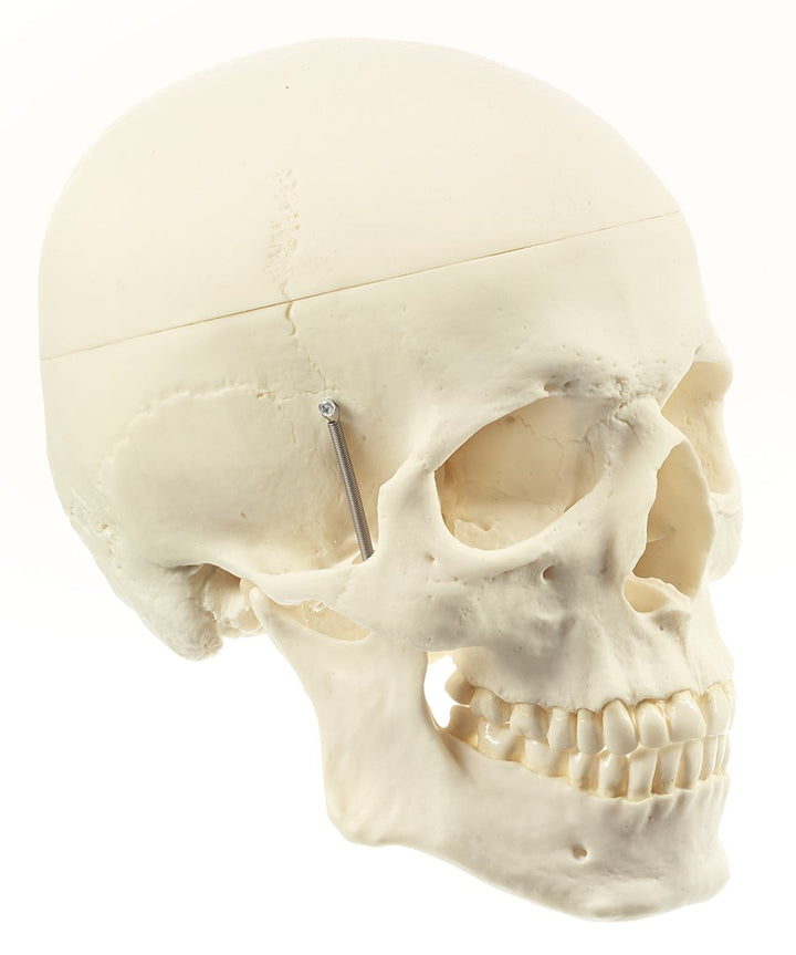 SOMSO Artificial Human Skull
