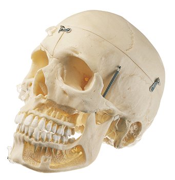 SOMSO Artificial Skull of an Adult
