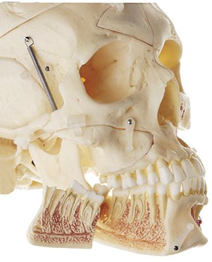 SOMSO Artificial Demonstration Skull of an Adult