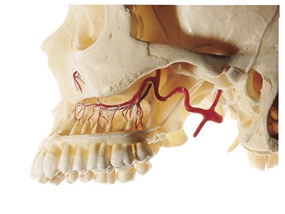 SOMSO Artificial Demonstration Skull of an Adult