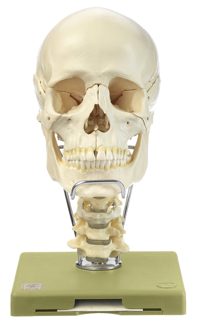 SOMSO 18-Part Model of the Skull with Cervical Vertebral Column and Hyoid Bone