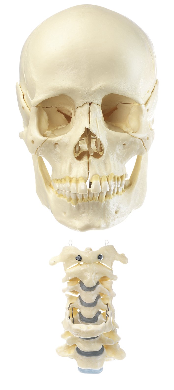 SOMSO 18-Part Model of the Skull with Cervical Vertebral Column and Hyoid Bone