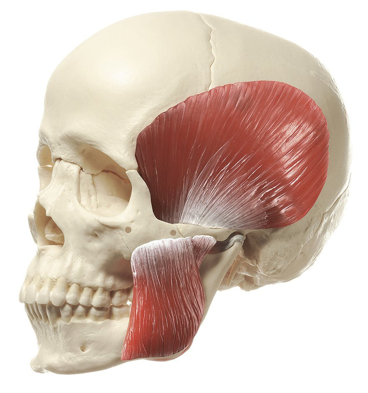 SOMSO 18-Part Model of the Skull with Muscles of Mastication