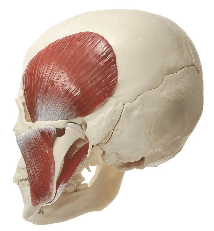 SOMSO 18-Part Model of the Skull with Muscles of Mastication