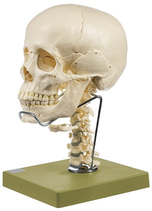 SOMSO 14-Part Model of the Skull with Cervical Vertebral Column and Hyoid Bone
