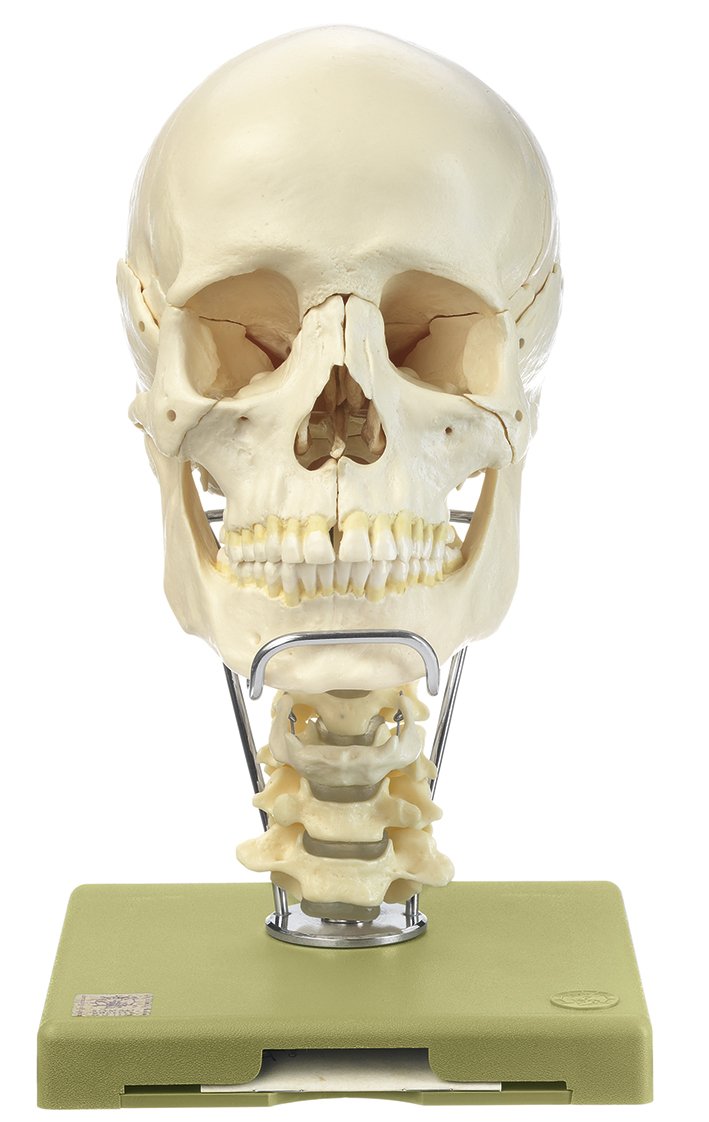 SOMSO 14-Part Model of the Skull with Cervical Vertebral Column and Hyoid Bone