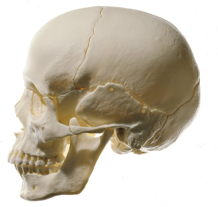 SOMSO 14-Part Model of the Skull