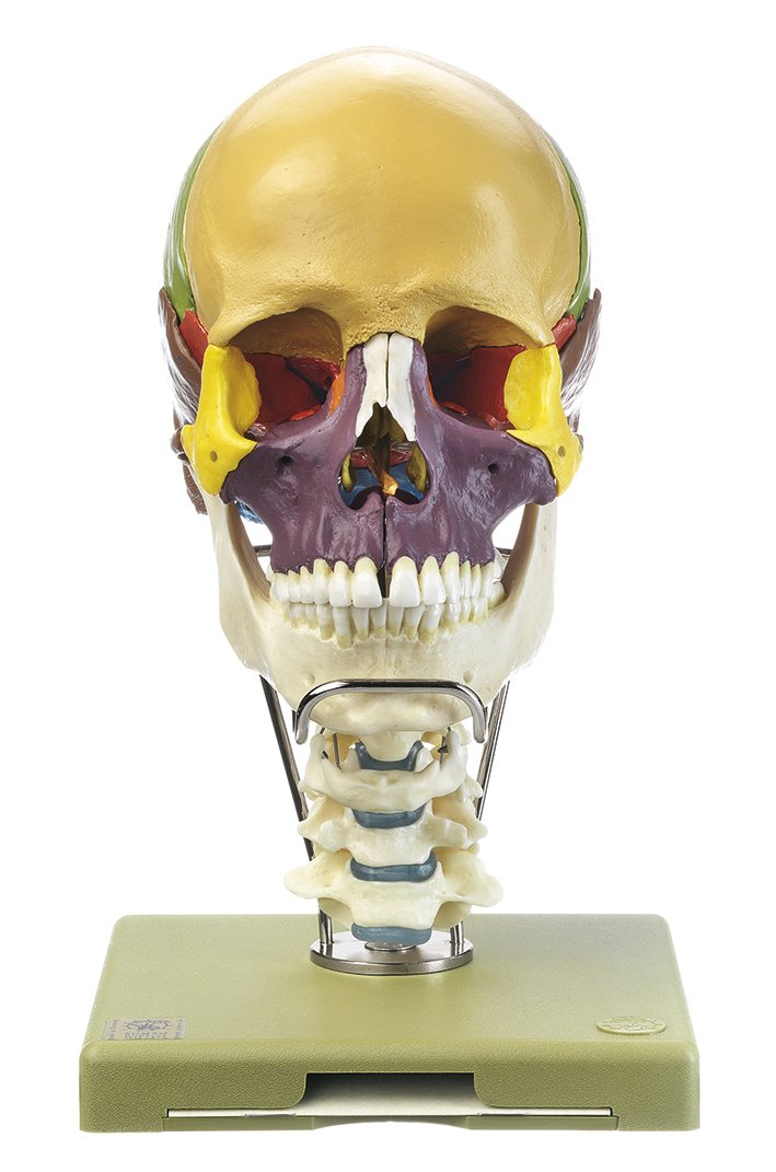 SOMSO 18-Part Coloured Model of the Skull with Cervical Vertebral Column and Hyoid Bone