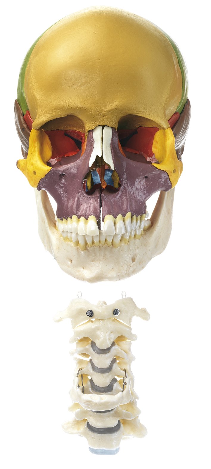 SOMSO 18-Part Coloured Model of the Skull with Cervical Vertebral Column and Hyoid Bone