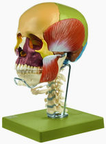 SOMSO 18-Part Coloured Model of the Skull with Cervical Vertebral Column Hyoid Bone and Muscles of Mastic