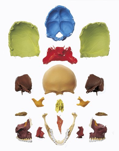 SOMSO 18-Part Coloured Model of the Skull