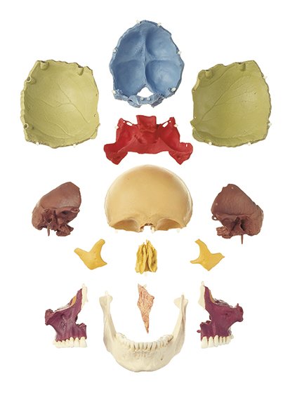 SOMSO 14-Part Coloured Model of the Human Skull