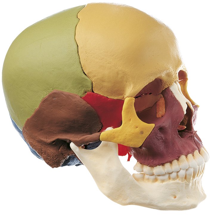 SOMSO 14-Part Coloured Model of the Human Skull