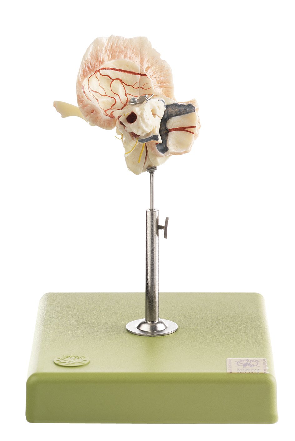 SOMSO Artificial Temporal Bone