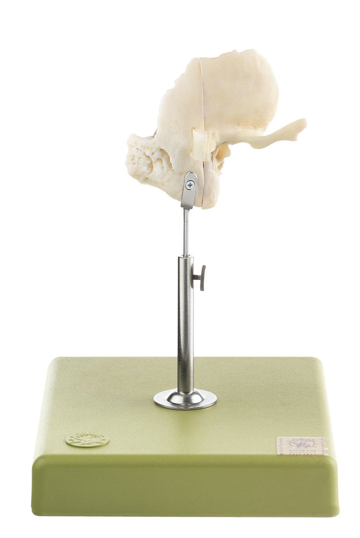 SOMSO Artificial Temporal Bone