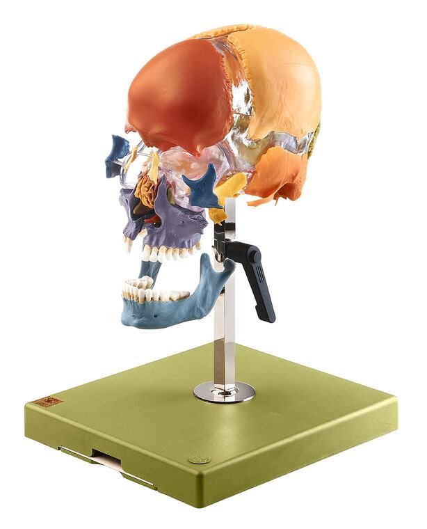 SOMSO Artificial Bauchene Skull of an Adult