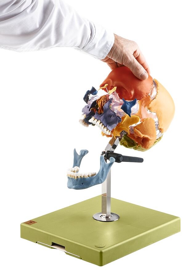 SOMSO Artificial Bauchene Skull of an Adult