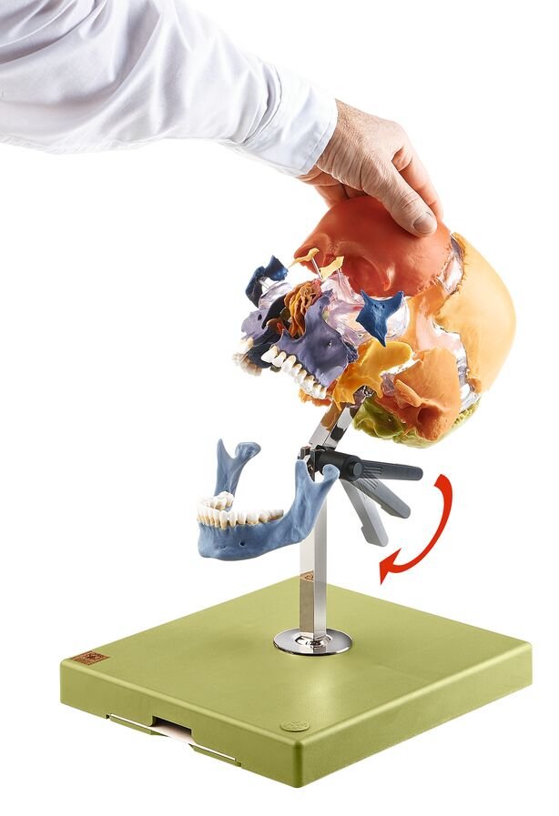 SOMSO Artificial Bauchene Skull of an Adult