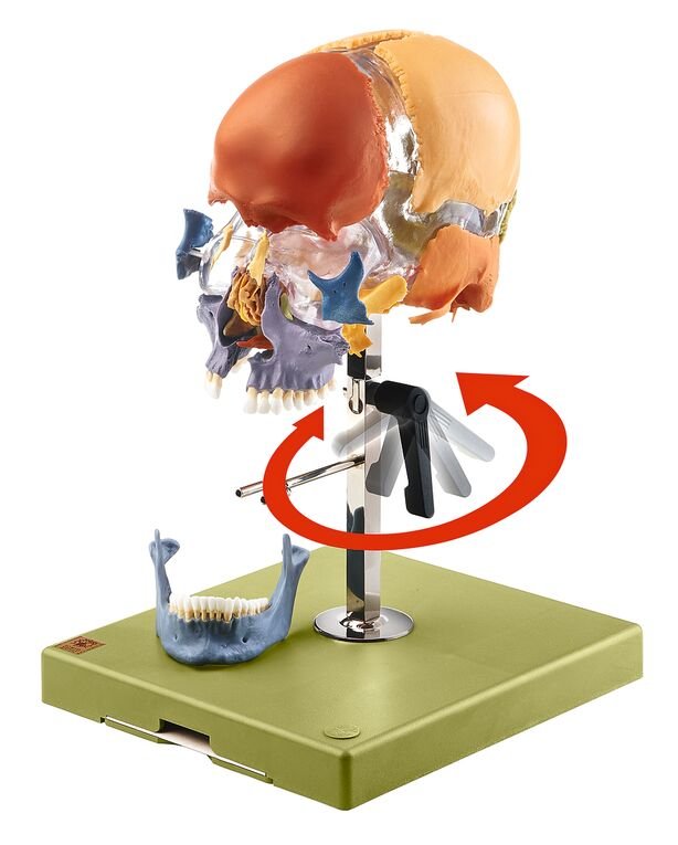 SOMSO Artificial Bauchene Skull of an Adult