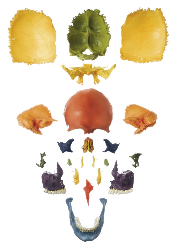 SOMSO Artificial Bauchene Skull of an Adult