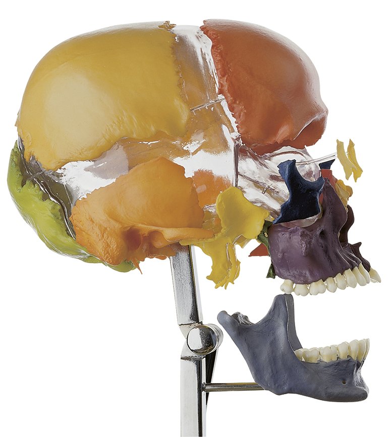 SOMSO Artificial Bauchene Skull of an Adult