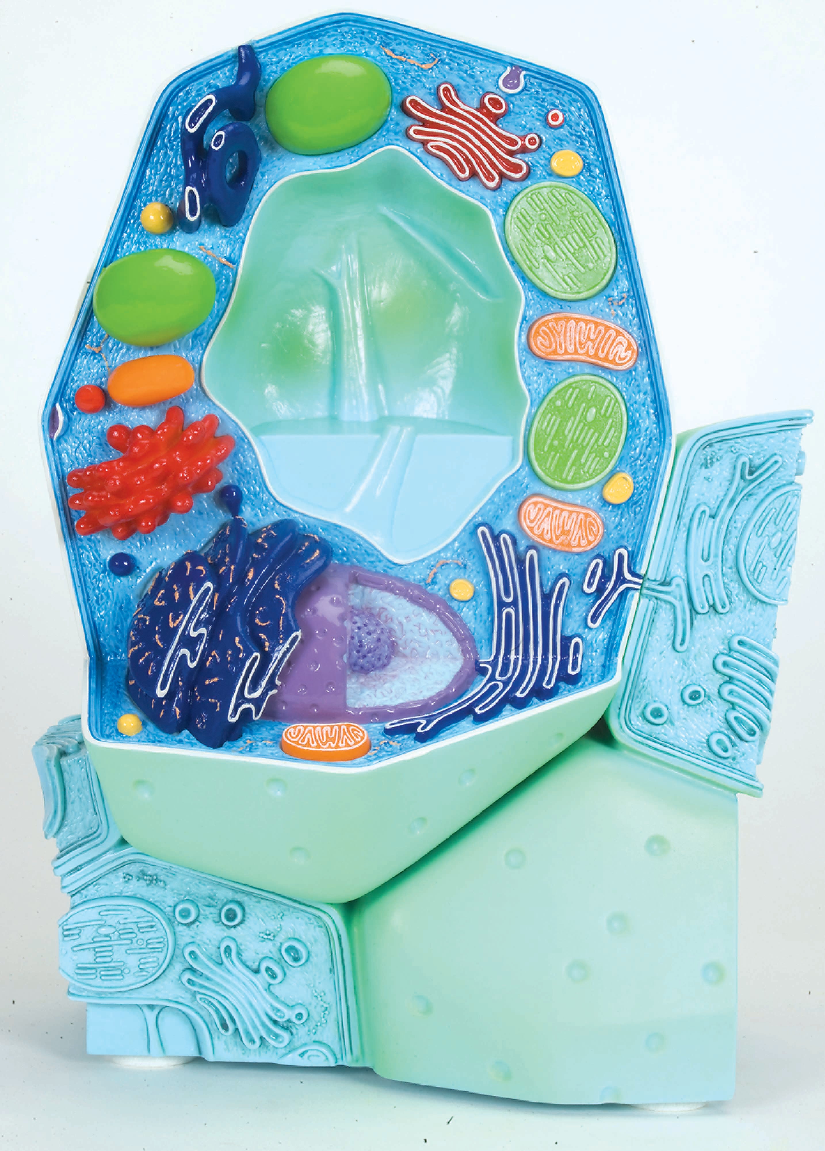 3B The Plant Cell Magnified 500K 100M