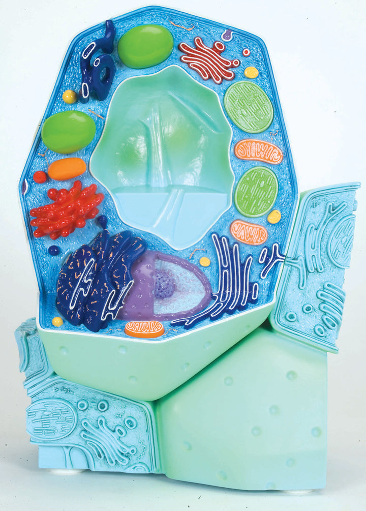 3B The Plant Cell Magnified 500K 100M