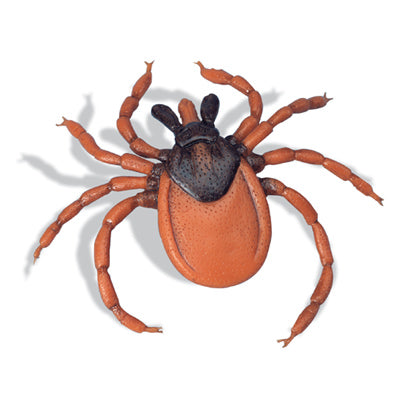 3B Castor-Bean Tick Ixodesricinus